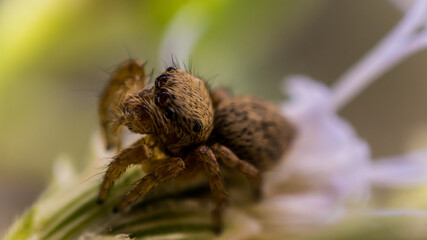 spider on a leaf