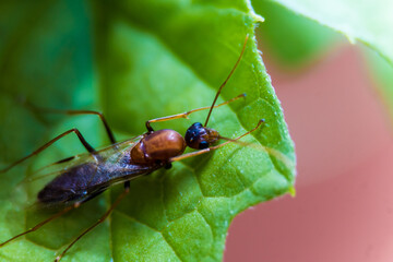 ant on a leaf