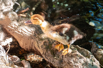 Cute little ducklings standing in a lake coast