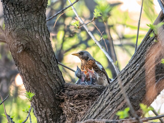 Thrush fieldfare, Turdus pilaris, in a nest with chicks