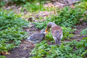 Thrush fieldfare, Turdus pylaris, feeds the chick with earthworms on the ground. An adult chick left the nest but his parents continue to take care of him.
