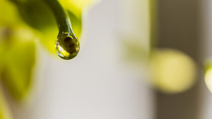 drop of water