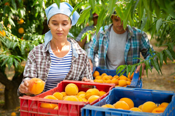 Positive woman engaged in gardening, picking fresh ripe peaches in orchard
