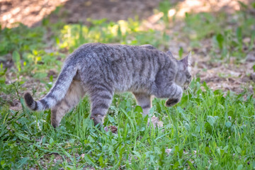 A beautiful fluffy gray cat walks on a green lawn in the sunset light.