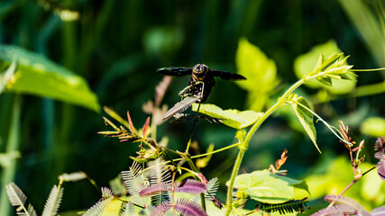 frog in the pond