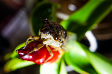 spider on a leaf