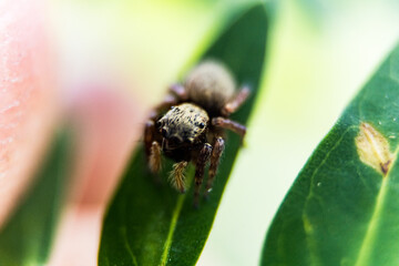 bug on a leaf