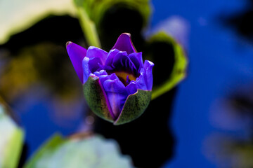 purple iris flower