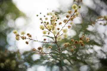 Soft wattle background