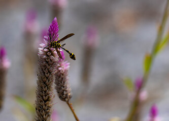 dragonfly on a flower