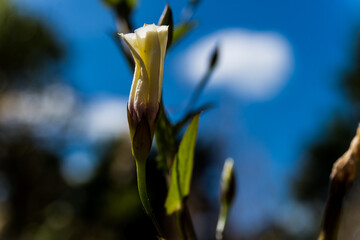blue iris flower