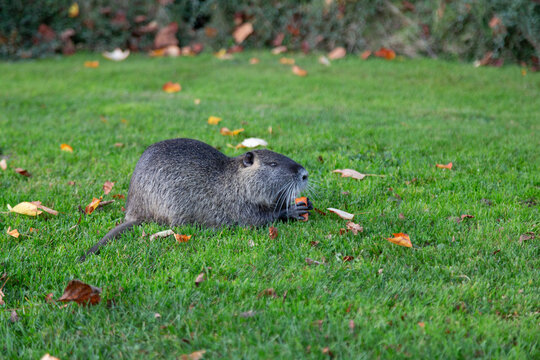 Isolated, close side view of a nutria eating a carrot on manicured lawn