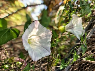 white and yellow flowers