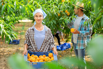 Happy woman gardening in her orchard, holding freshly harvested peaches in plastic box