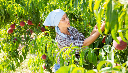Naklejka na ściany i meble Positive woman harvesting ripe peaches in his orchard on sunny day