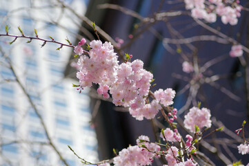 咲き始めた桜の花
