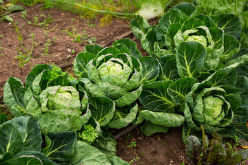 View of young organic cabbage cultivars ripening in vegetable garden..