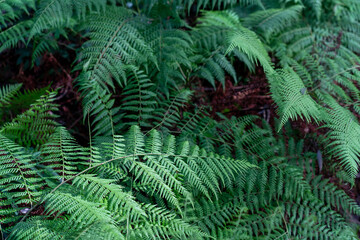 Fototapeta na wymiar green ferns covering the floor of the forest bush