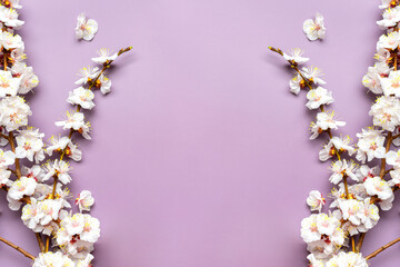 Fototapeta na wymiar Sprigs of apricot tree with flowers isolated on purple background Place for text Concept of spring came, mother's day, Easter, 8 march Top view Flat lay Hello march, april, may