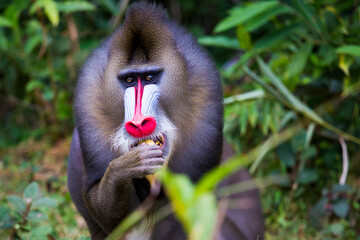 Gabon wildlife