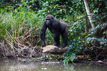 Gabon wildlife