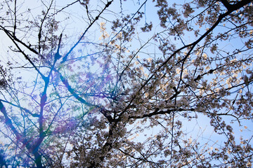 春 桜 虹