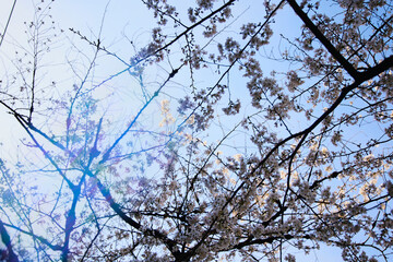 春 桜 虹
