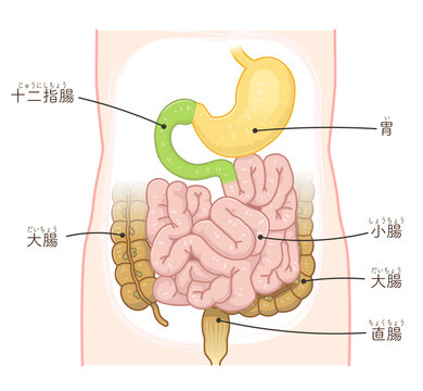 大腸・小腸・肝臓・胃のイラスト（テキスト付き）