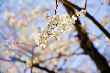 春 桜 虹