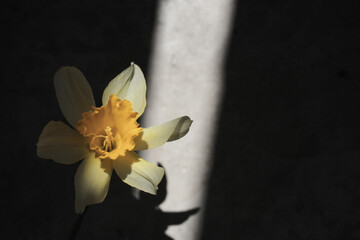 yellow daffodil on the background of a gray concrete wall in the sun © Ola