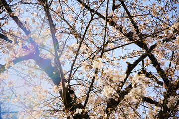 春 桜 虹