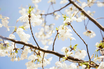 春 桜 虹