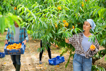 Successful female gardener with ripe peaches in orchard on sunny day