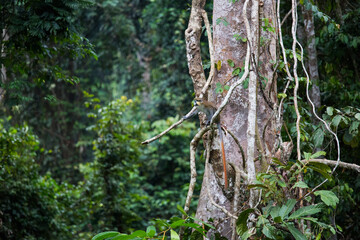 Gabon wildlife