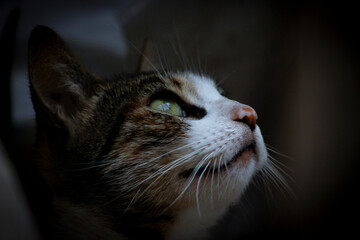 Gato mirando el cielo © AleRay