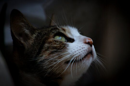 Gato mirando el cielo
