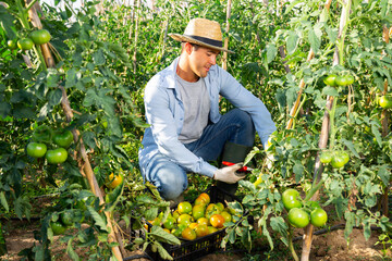 Skilled farmer harvesting crop of underripe tomatoes in his home garden in summertime