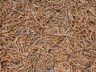 bean pods A pile of dry harvested bean pods prepared for processing.