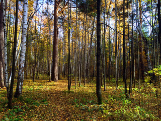 Fototapeta premium Beautiful autumn forest with birches in the morning