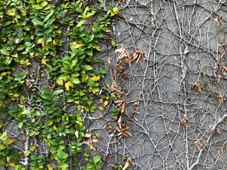 Some of the trees dry on the wall