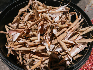 bean pods A pile of dry harvested bean pods prepared for processing.