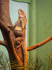 The Australian Frilled Lizard or Frilly is an arboreal animal endemic to Australia. It gets its...
