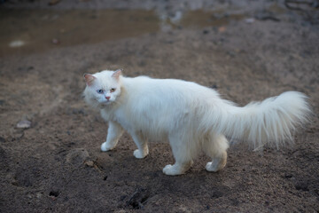cat eyes with two color blue and yellow in one eye,this cat thai 
