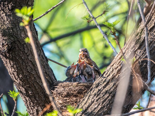 Thrush fieldfare feeding chicks with earthworms. Thrush, Turdus pilaris, with new born babies in the nest.