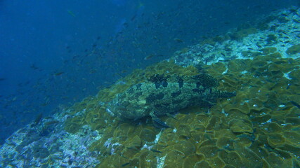 coral reef with fish