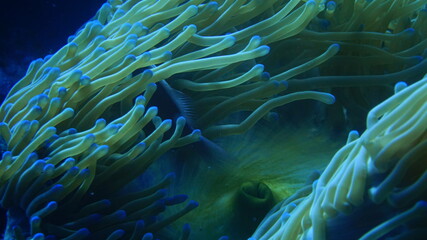 Fototapeta na wymiar coral reef in aquarium