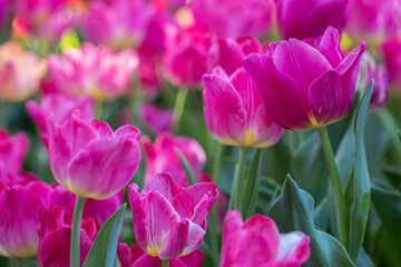 Close up flowers background. Amazing view of colorful tulip flowering in the garden at sunny summer or spring day