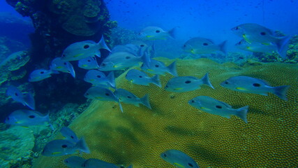 fish in aquarium