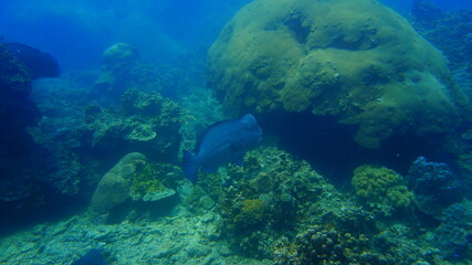 Naklejka na ściany i meble diver and reef