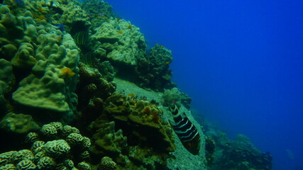 coral reef with fish